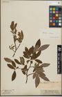 Foto von Salix lapponum L. x Salix silesiaca Willd.